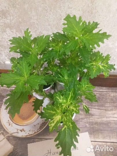 Растения для дома и дачи