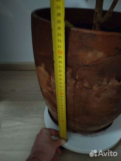 Фикус бенджамина пестролистный