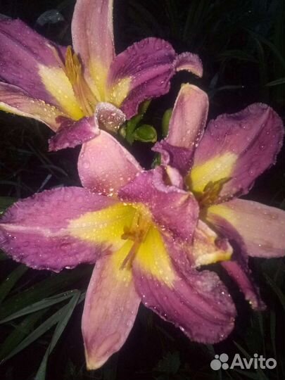 1.Лилейники сортовые в ассортименте