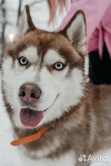 Передержка собак на праздники