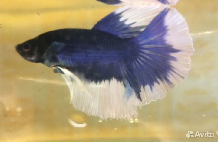 Петушки домашнего разведения. Супер дельта