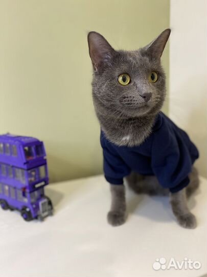 Одежда для кошек и собак мелких пород опт