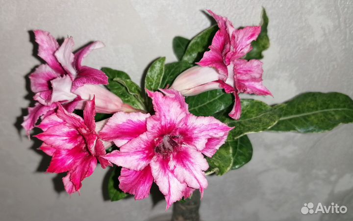 Адениумы эпифиллумы кактус