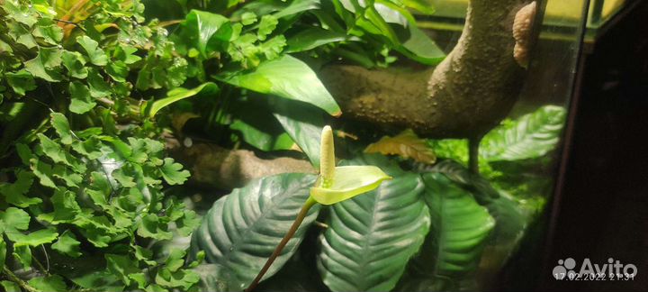 Анубиас кофефолия, Пинто - обрезки