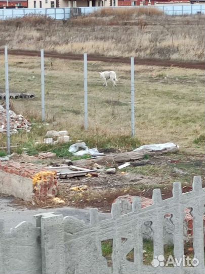 Белая собака