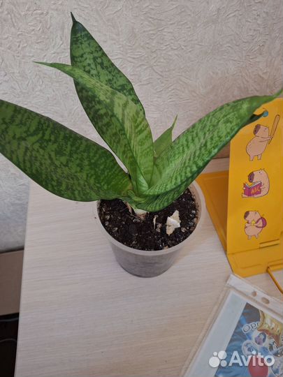 Сансеверия низкорослая