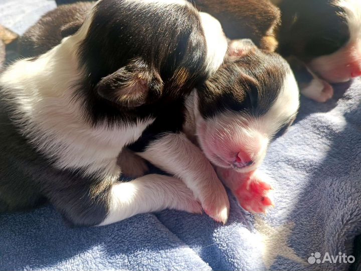 Щенки аусси