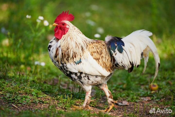 Красивые молодые петухи