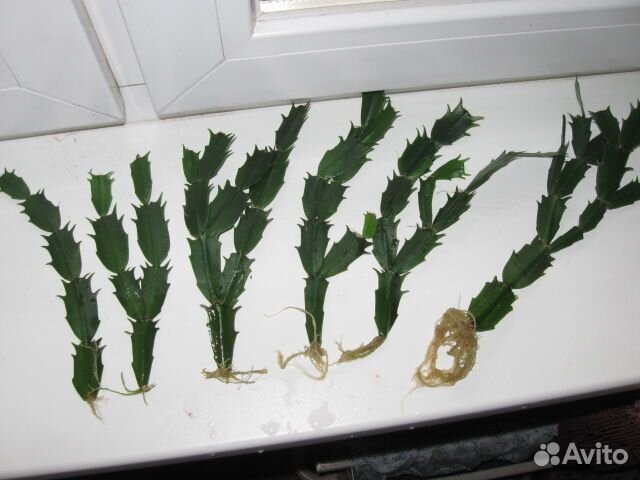 Декабрист(шлюмбергера)