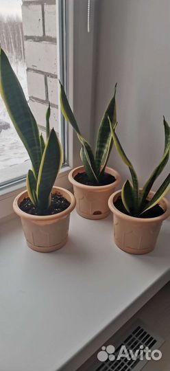 Сансевиерия