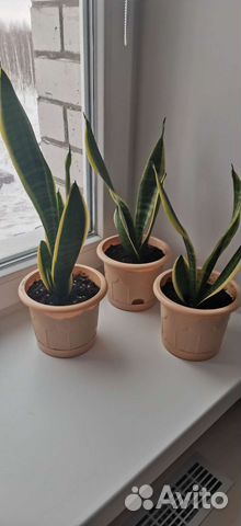 Сансевиерия