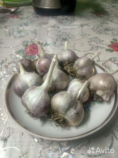 Чеснок,домашний