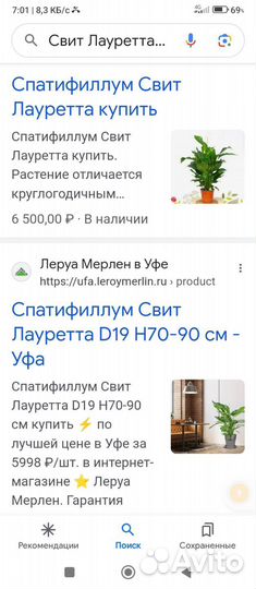 Спатифиллум Свит Лауретта