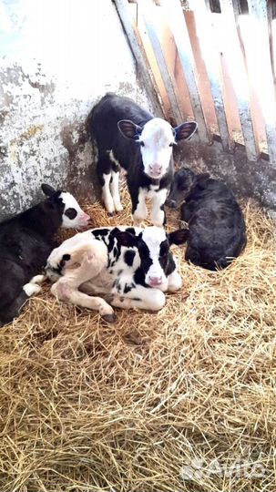 Бычки и телята