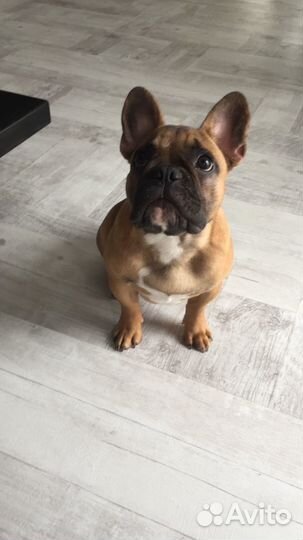 Французский бульдог вязка