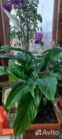 Комнатные растения