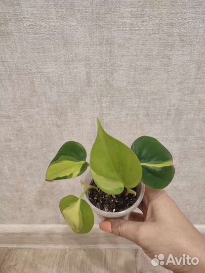 Филодендрон Сканденс Бразил