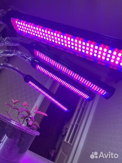 Идеальный свет для растений, фитолампы