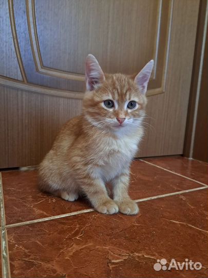 Рыжие солнышки