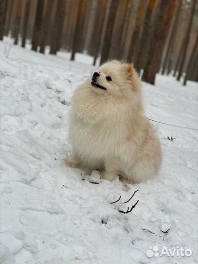 Шпиц.Вязка