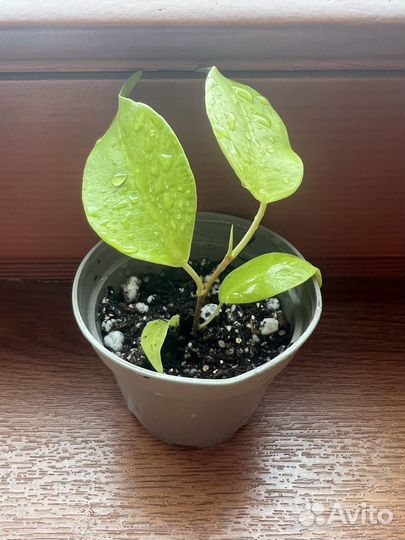 Редкий фикус Yellow gold