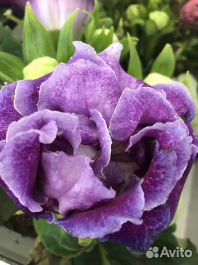 Глоксиния,жасмин