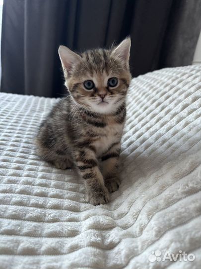 Шотландская кошечка