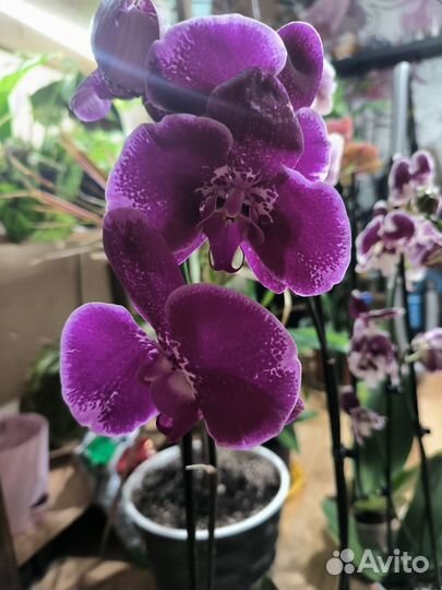 Орхидея фаленопсис