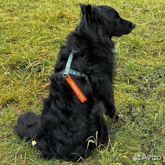 Адресник-патч на ошейник