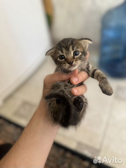 Котята красивые