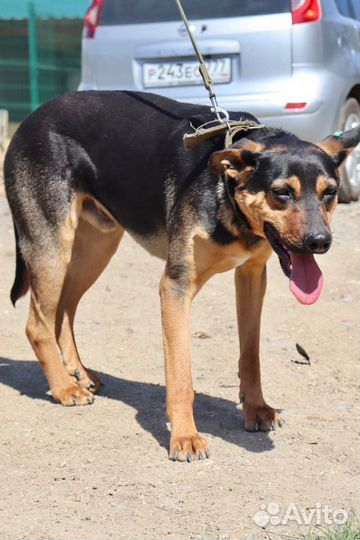 Дукат в добрые руки