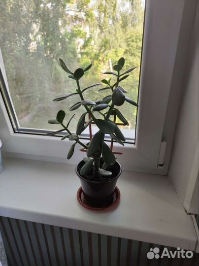 Толстянка(денежное дерево)