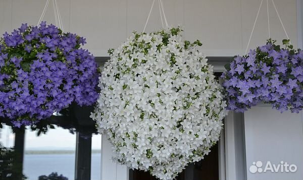 Жених и невеста, кампанула, комнатные растения