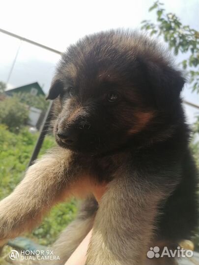 Щенки немецкой овчарки