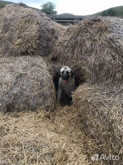 Туретцкий Кангал шенки