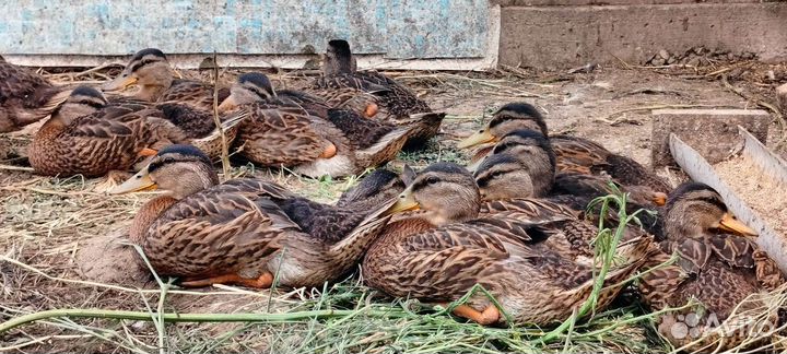 Подсадные утки(дикие)