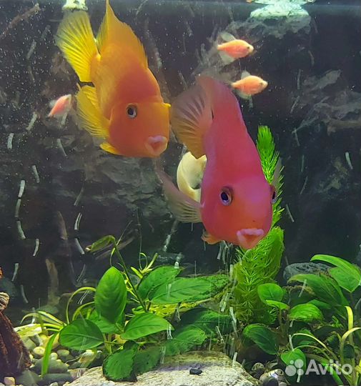 Рыба попугай