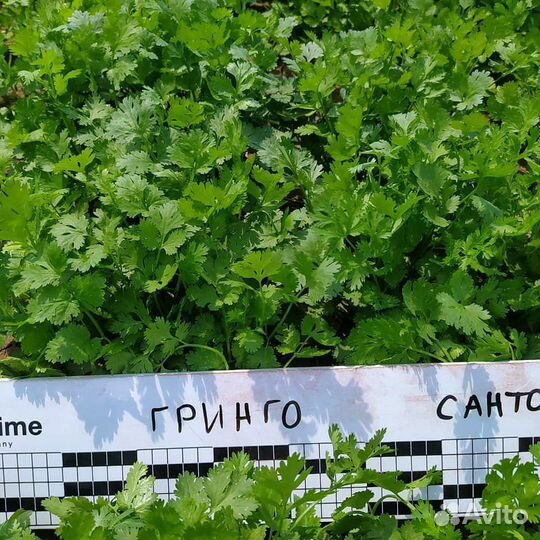 Семена кориандра Гринго (Кинза)