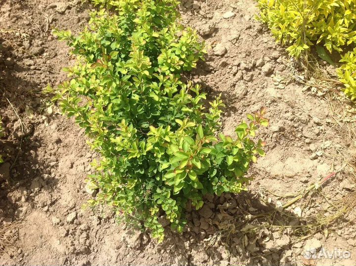 Саженцы декоративных растений