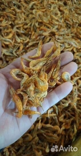 Креветка Усик Premium