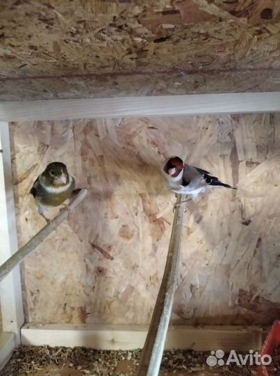 Щеглы, певчие птицы