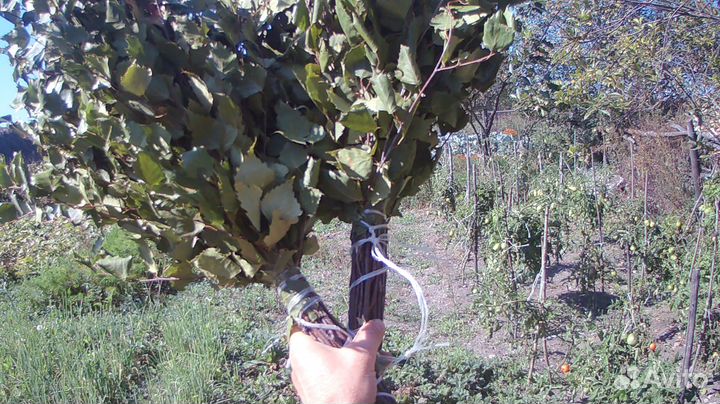 Веники для бани береза