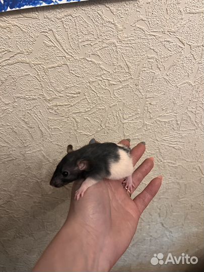 Крысята Дамбо