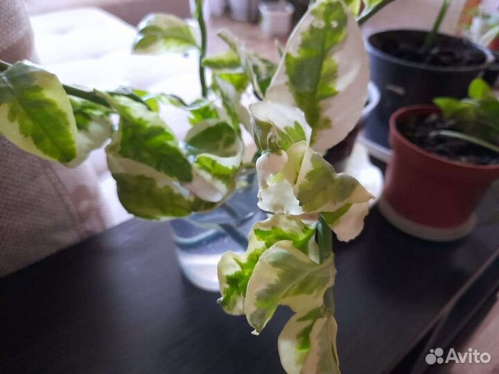 Педилантус