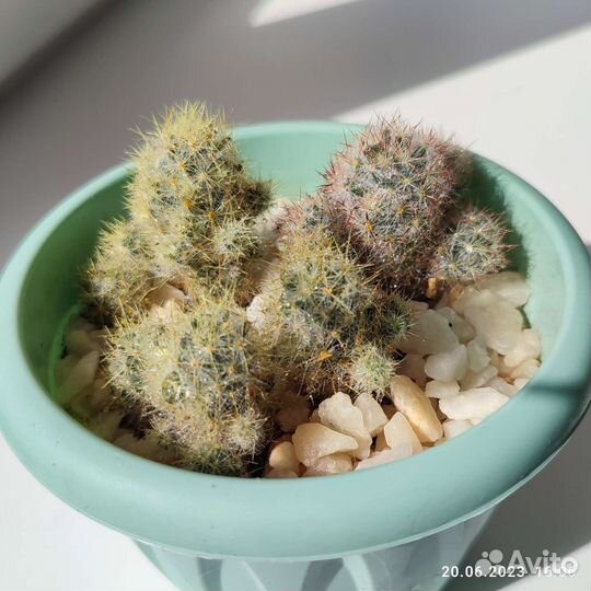 Кактусы бесплатно