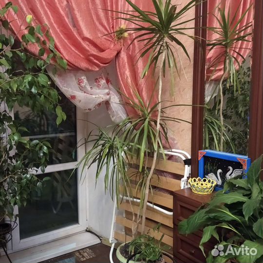 Пальма драцена