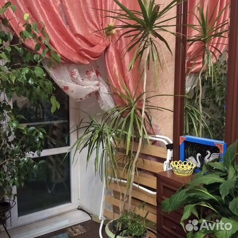 Пальма драцена