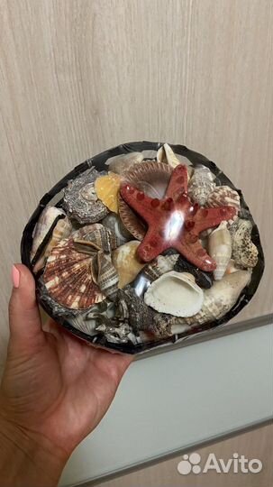 Набор ракушек