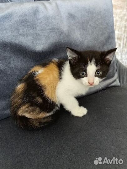 Котенок в добрые руки