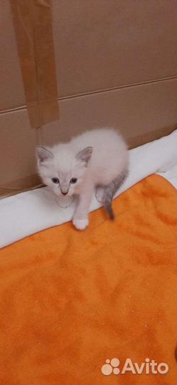Сиамские котята
